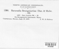 Ravenelia brongniartiae image